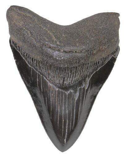 Serrated, Fossil Megalodon Tooth - Georgia #66201